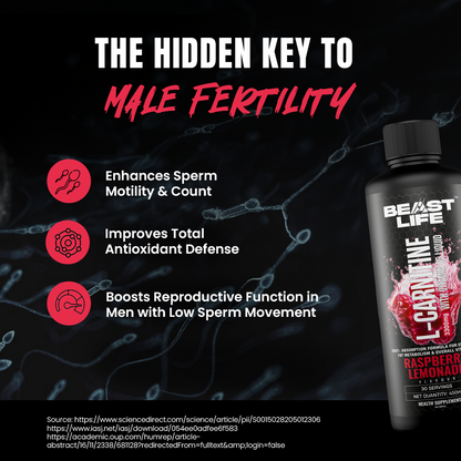 L-Carnitine with Vitamin B5 Liquid 3300 mg | Raspberry Lemonade | 450 ml